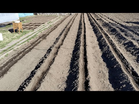 Видео: Посадка овощей в гребни