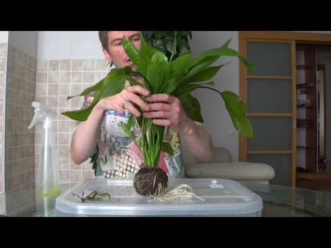 Видео: Вабикуса эхинодорус через месяц