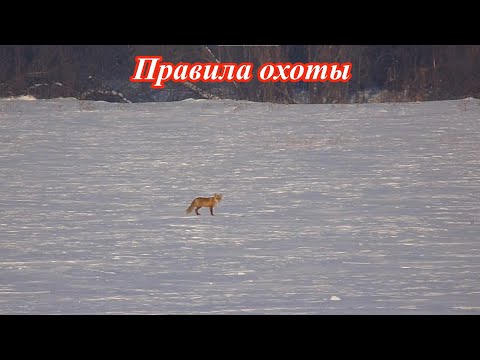 Видео: Охота на лисицу  Правила охоты