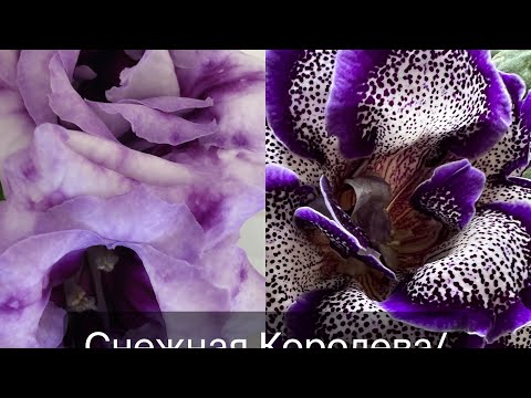 Видео: Посев Глоксинии 2023, а также Петуния, Тайшан и Катарантус