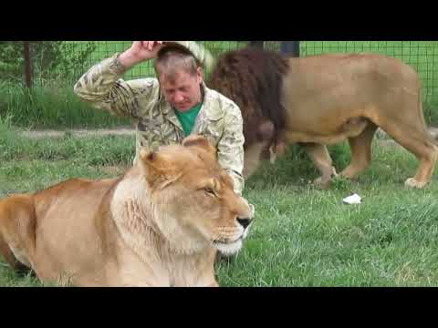 Видео: Казимир - тигролев сафари-парка Тайган! Tiger-lion Casimir