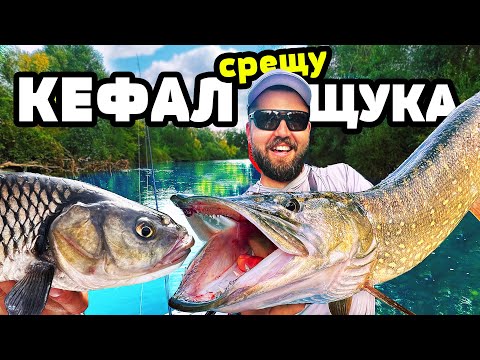 Видео: КЕФАЛ срещу ЩУКА по 6кг. в кристална река недокосвана от човека!