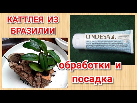 Видео: Как посадить Каттлею, субстрат для орхидей, условия содержания для адаптации орхидеи.