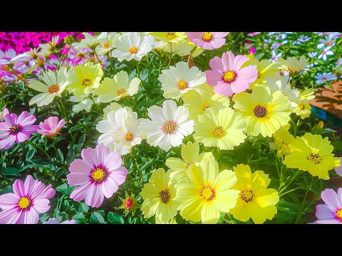 Видео: Спокойная музыка помогает восстановиться нервной системе 🌿Музыка лечит весь организм