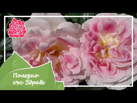 Видео: Розы – природное средство защиты от вредителей и болезней. Уникальные решения и для овощей.