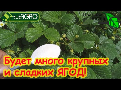 Видео: 🍓ХОТИТЕ МНОГО КРУПНОЙ И СЛАДКОЙ КЛУБНИКИ? Подкормите ЭТИМ авторским рецептом во время цветения.