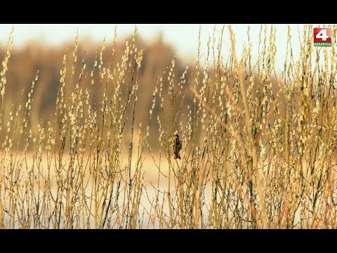 Видео: В объективе натуралиста. Дикое. 10.04.2019