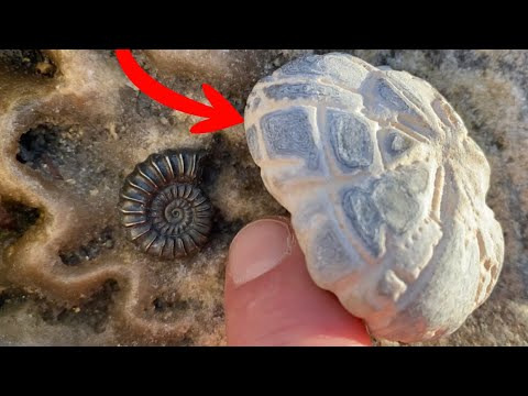 Видео: Удача в поисках ископаемых в Лайм-Реджисе
