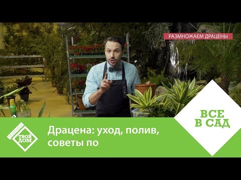 Видео: Драцена: уход, полив, советы по размножению