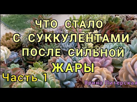 Видео: Что стало с суккулентами после сильной жары.Окрас и гибель растений. Часть 1.