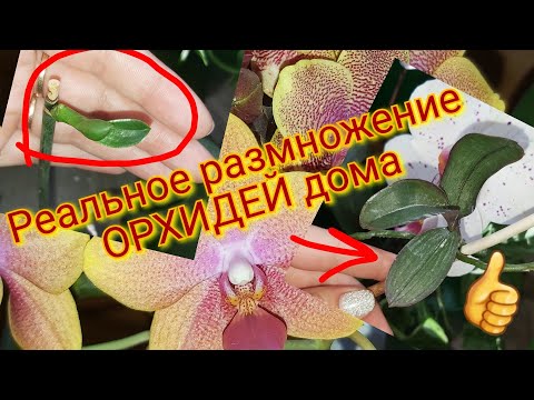 Видео: Самое время Размножать ОРХИДЕИ ДОМА, Легко и ПРОСТО несколько способов и из ОДНОЙ получиться МНОГО