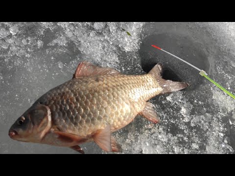 Видео: Крупные КАРАСИ ЛАПТИ по последнему льду!! Зимняя рыбалка весной