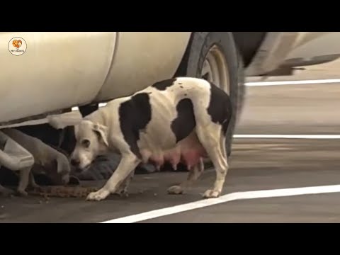 Видео: Выброшенная после рождения, она плакала, видя, как ее последнего щенка обнимают и любят.