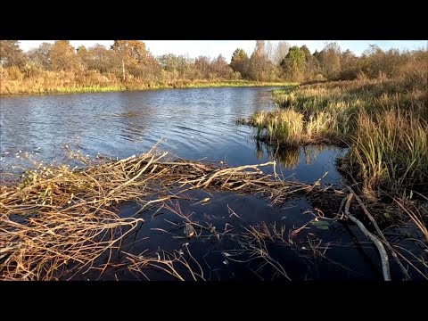 Видео: Второй заход на бобра