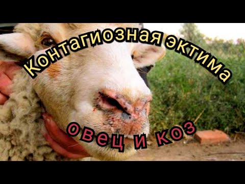 Видео: Контагиозная эктима овец и коз. Принципы лечения