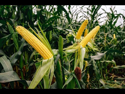 Видео: Не торопись! Когда убирать кукурузу на силос?