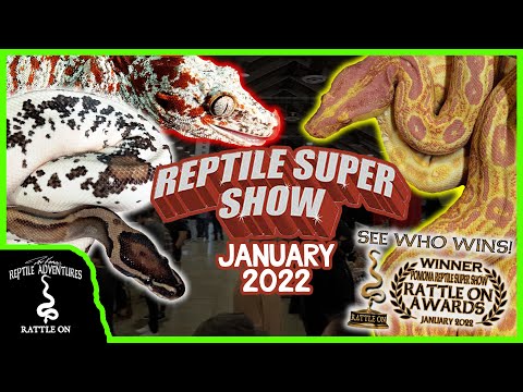 Видео: СУПЕРШОУ РЕПТИЛИЙ В ПОМОНЕ! (Январь 2022 г.)