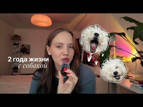 Видео: Мой опыт жизни с собакой: уход, воспитание, путешествия