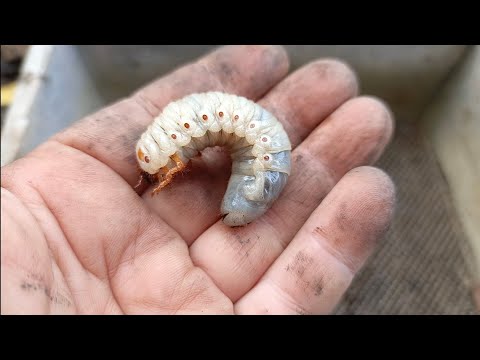 Видео: Что живёт в компосте31.10.25 #город61 #личинкажуканосорога #жукносорог #компост #садогород #био 