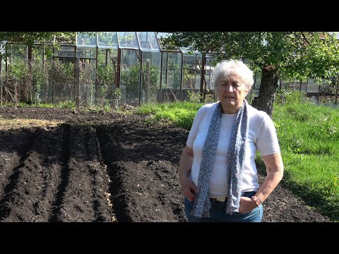 Видео: Епизод 28. Засаждане на рътени картофи. Как да опазим черешите от червясване.