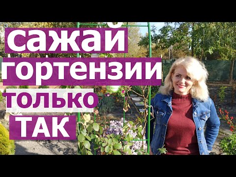 Видео: Гортензия. Как сажать гортензию. Проверенный способ посадки гортензии! Как посадить гортензию осенью