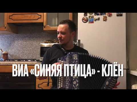 Видео: ВИА «Синяя Птица» - Клён 🍁 (кавер на гармони)