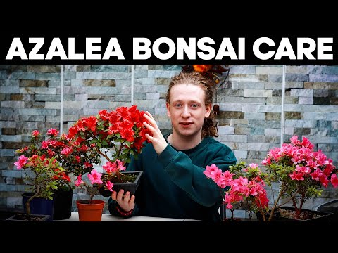 Видео: Уход за деревом Азалия Бонсай🌸Обрезание, обрезка и пересадка