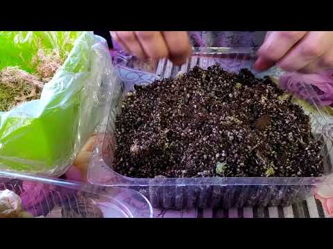 Видео: Растения хищники на подоконнике.Посадка Саррацении Пситацина(Попугайная).