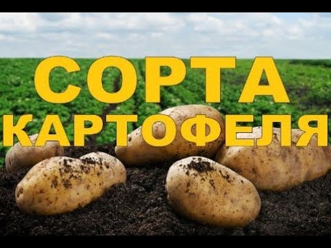 Видео: ОБЗОР СОРТОВ /// Копаем картошку (БЕЛАРУСЬ)
