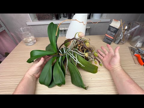 Видео: старая и ОЧЕНЬ ЗАПУЩЕННАЯ ОРХИДЕЯ // ПРАВИЛЬНОЕ омоложение орхидеи и уход за частями орхидей 1 часть