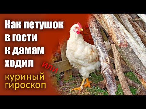 Видео: Как выглядит куриный гироскоп