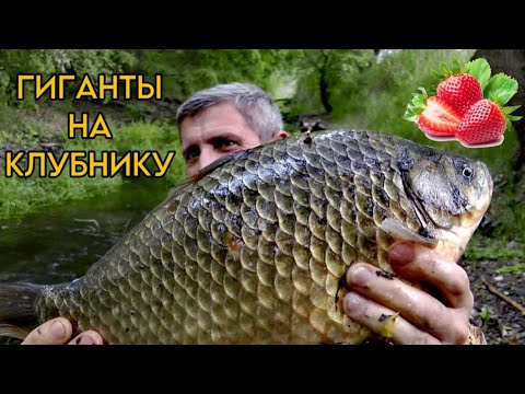 Видео: Как поймать ОГРОМНЫХ карасей на КЛУБНИКУ!!?? #флэтфидер #рыбалка #рыбалканафидер #карась #макуха