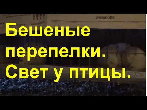 Видео: Бешеные перепёлки. Как влияет освещение на перепелов.