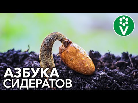 Видео: КАКИЕ СИДЕРАТЫ ЛУЧШЕ ПОСАДИТЬ? Разбираем сидераты от А до Я!