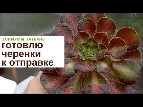 Видео: Готовлю черенки к отправке
