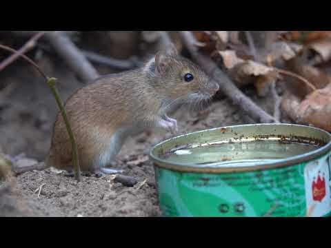 Видео: О левых мышах / About the mice on the left side of the road