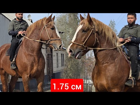 Видео: ПАЙ ПАЙ 1.75 см  Ноокаттын  Чоң  Аттары  Дыйкандан Сатууга Чыкты 