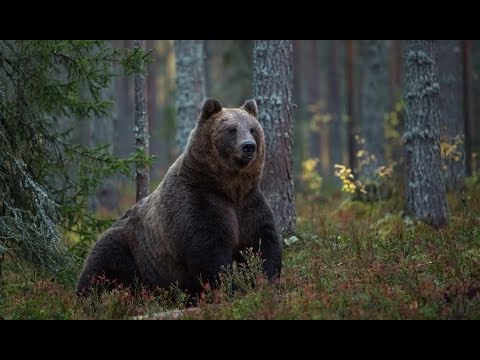 Видео: 🐻 Медведь принюхался, заревел и вдруг кинулся на Гришаню! СЛУЧАЙ В ТАЙГЕ!
