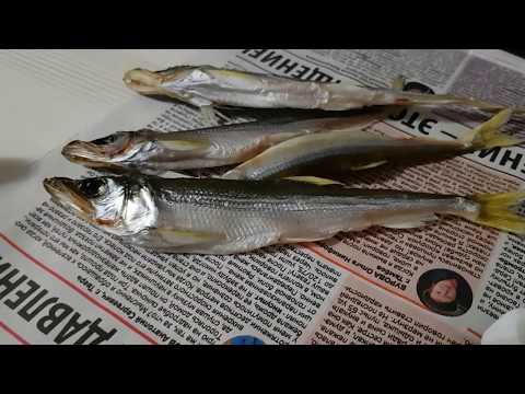 Видео: КОРЮШКА В ТУЗЛУКЕ