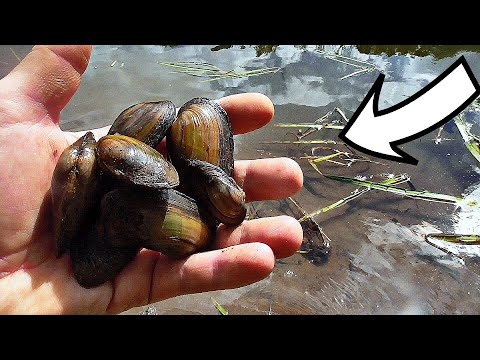 Видео: Как Рыба реагирует на Ракушку - Перловицу? Подводная съемка