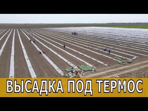 Видео: КАК ВЫСАЖИВАТЬ ДЫНЮ В ТЕРМОС // ОРГАНИЗАЦИЯ РАБОТЫ