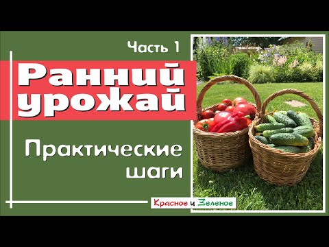 Видео: Ранний урожай. Практические шаги для достижения цели. Ч1