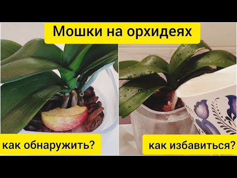 Видео: МОШКИ на орхидеях || Как ИЗБАВИТЬСЯ от мошек на орхидеях