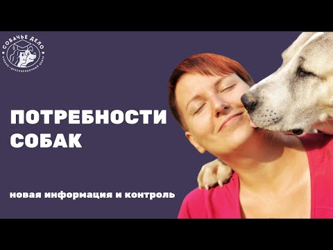 Видео: Познавательные потребности собак: почему собакам мало удобной лежанки, прогулок и еды?