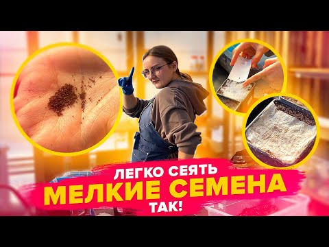 Видео: ЛЕГКО ПОСЕЯТЬ МЕЛКИЕ СЕМЕНА! Лобелия, петуния