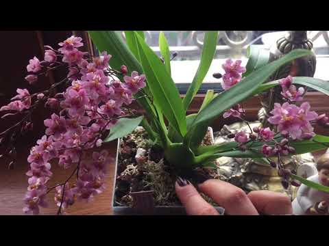 Видео: Цветение онцидиума ,,Tsiku Marguerite CT -Dragon!