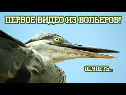 Видео: Обзорная экскурсия по вольерам "Вороньего Гнезда" — впервые на собственной территории!