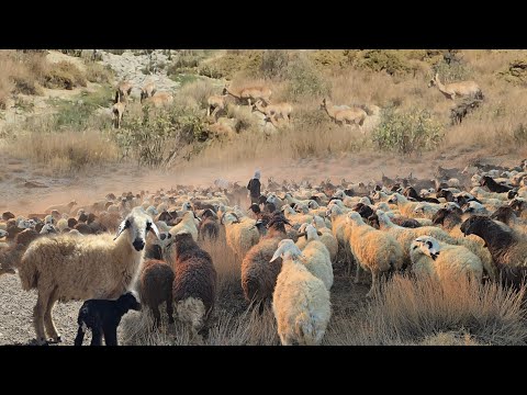 Видео: Кочевая жизнь в горах | Жизнь среди диких овец