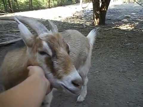 Видео: Условия содержания камерунских коз мини козочки на прогулке бодание чесание отдых жизнь камерунок