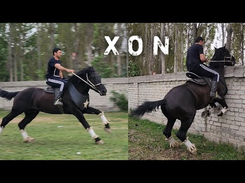 Видео: ОТМИСАН ОТ ЭКАН БУ ОТНИ ЮРАГИ ТАНК ЭКАН..#Horse #Rek #Shorts #UzTv #Otnarhlari #Uloqchiot
